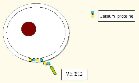 calciumnitratgødning